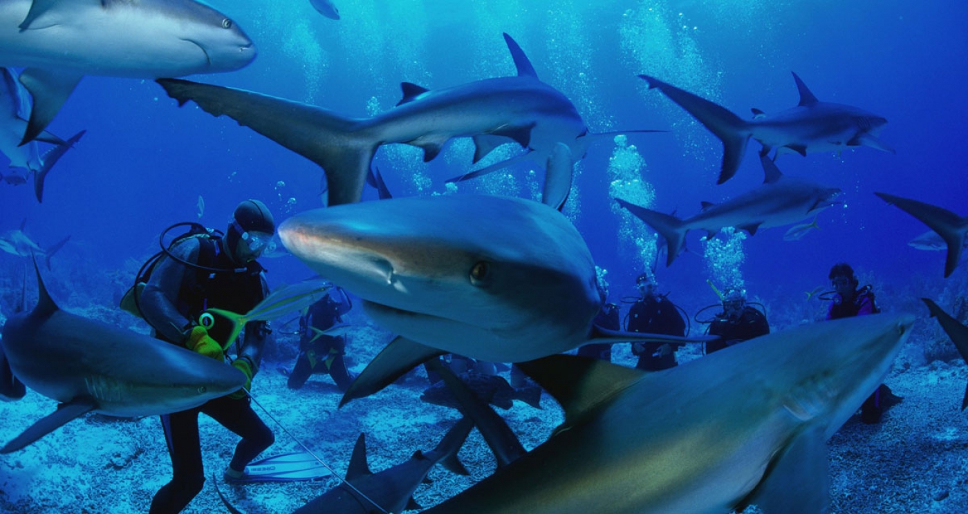 Thousands of Divers Celebrate Fourth Annual PADI Women’s Dive Day